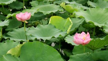 Thơm ngát hương sen trên quê Bác tháng Năm