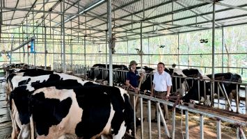 Liên kết nuôi bò sữa – Hướng phát triển kinh tế tại thị xã Thái Hòa