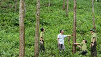 Hướng dẫn thủ tục thí điểm chuyển mục đích sử dụng rừng