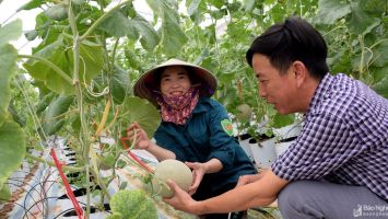 Hiệu quả từ mô hình sản xuất trong nhà lưới ở Yên Thành
