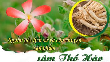 Nguồn gốc lịch sử và câu chuyện sản phẩm sâm Thổ Hào