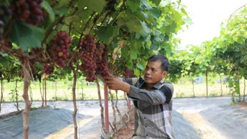 TP Hà Nội: Thành công với mô hình trồng nho hạ đen kết hợp du lịch trải nghiệm