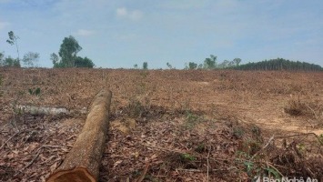 Tranh luận về hướng xử lý lỗ hổng trong quản lý rừng phòng hộ Bắc Nghệ An