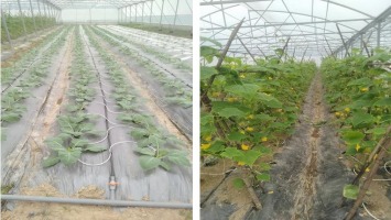 Nam Nghĩa – Phát triển nông nghiệp bền vững gắn với xây dựng nông thôn mới