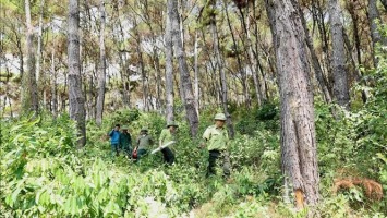 Bộ Nông nghiệp và Phát triển nông thôn trả lời kiến nghị cử tri về tăng mức hỗ trợ khoán bảo vệ rừng và mức chi trả tiền dịch vụ môi trường rừng