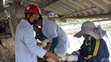 Nghệ An: 136 xã, phường chưa tuyển được chức danh thú y