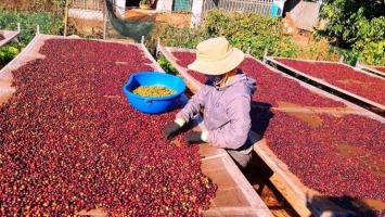 Tỉnh Gia Lai: Tái cơ cấu nông nghiệp - tăng năng suất, lợi nhuận