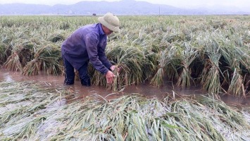 Nghệ An: Hỗ trợ phí bảo hiểm nông nghiệp cho 5 huyện