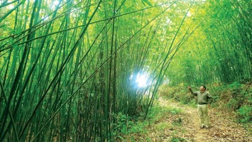 Ông Trần Nhật Minh - Đại biểu chuyên trách đoàn ĐBQH tỉnh Nghệ An: Có chính sách đặc thù để giao đất, giao rừng hiệu quả