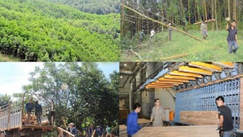 Vài suy nghĩ về phát triển kinh tế rừng Nghệ An