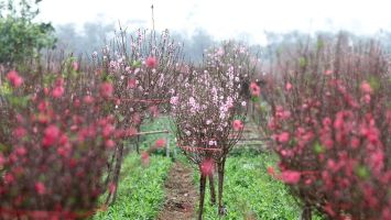 Nguồn gốc và ý nghĩa Tết Nguyên đán của người Việt