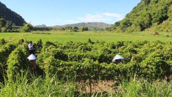 Hiệu quả từ loài hoa “trồng chơi ăn thiệt” ở xã nghèo