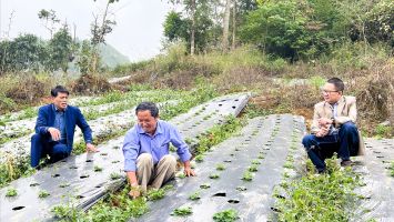 Quan tâm đầu tư, hỗ trợ phát triển vùng trồng dược liệu quý