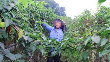 Nghệ An ban hành chính sách khuyến khích hỗ trợ đầu tư dự án dược liệu quý trên địa bàn tỉnh