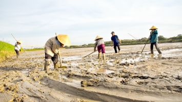 Triển vọng nuôi rươi vùng bãi bồi