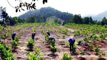 Sở Nông nghiệp và Phát triển nông thôn trả lời kiến nghị cử tri huyện Con Cuông về chuyển đổi mục đích để trồng rừng