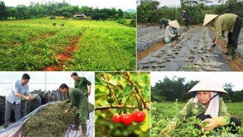 Liệu miền Tây Nghệ An có thể trở thành trung tâm dược liệu Bắc Trung Bộ