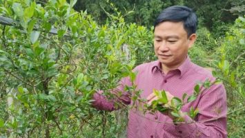 Mạc Diện Người ươm mầm dược liệu xứ Nghệ