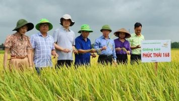 Hẹn với mùa vàng xứ Nghệ