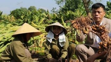 Trồng nghệ, 'đẻ vàng'