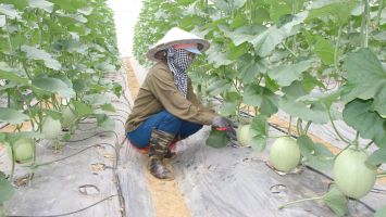 Hơn 1 năm triển khai chính sách hỗ trợ phát triển nông nghiệp - Cần quan tâm tháo gỡ một số khó khăn.