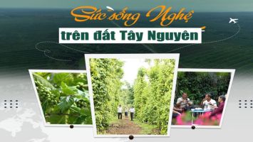Sức sống Nghệ trên đất Tây Nguyên