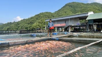 Phát triển hợp tác xã nông nghiệp góp phần hiệu quả xây dựng nông thôn mới