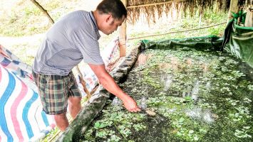 Cần tính kỹ đầu ra cho ốc bươu đen thương phẩm