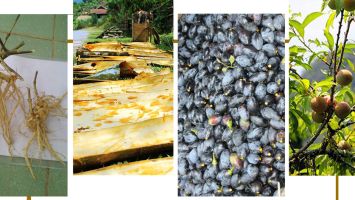 Biến đặc sản thành hàng hóa