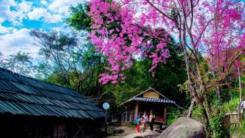 Mùa hoa mai anh đào miền tây xứ Nghệ