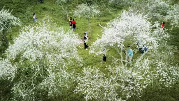 Hoa mận nở trắng trời ở miền Tây Nghệ An