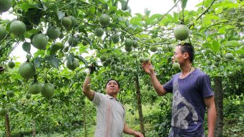 Sở Tài nguyên và Môi trường trả lời kiến nghị cử tri xã Tri Lễ, huyện Quế Phong về tình hình sử dụng đất của Công ty Chanh leo Nafoods