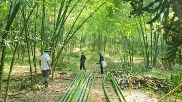 Phát triển sinh kế từ cây Mét tại huyện nghèo 30a Tây Nghệ An, Tương Dương