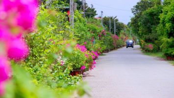 Chuyển mình của nông thôn Nghệ An trong xây dựng nông thôn mới