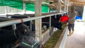 Quỹ hỗ trợ nông dân đồng hành cùng nông dân trong phát triển sản xuất