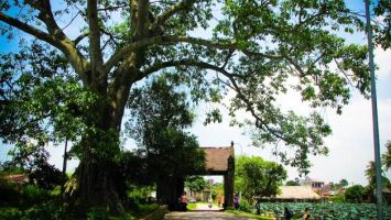 “hồn làng” trong phát triển kinh tế nông thôn