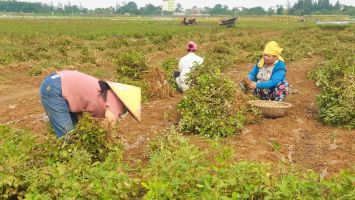 Phát huy vai trò cây lạc trong chuyển đổi cơ cấu cây trồng