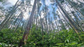 Lâm nghiệp Nghệ An cần có bộ giống chất lượng cao