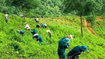 Sở Nông nghiệp và Phát triển nông thôn trả lời cử tri Đậu Công Hà, thị trấn Tân Lạc, huyện Quỳ Châu xác định đối tượng hưởng trợ cấp gạo bảo vệ và phát triển rừng