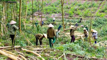 Ủy ban nhân dân tỉnh trả lời cử tri xã Châu Hồng, huyện Quỳ Hợp về chồng lấn đất của người dân trong cấp giấy chứng nhận quyền sử dụng đất lâm nghiệp