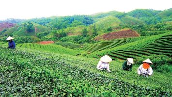 Ủy ban nhân dân tỉnh trả lời cử tri xã Hội Sơn, huyện Anh Sơn về bàn giao đất rừng của Xí nghiệp chè tháng 10 thuộc Công ty Cổ phần đầu tư chè Nghệ An về chính quyền địa phương quản lý