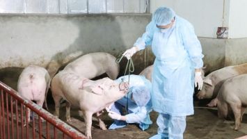 UBND tỉnh trả lời cử tri xã Quỳnh Lâm, huyện Quỳnh Lưu về việc lùi mốc thời gian hỗ trợ cho người chăn nuôi bị thiệt hại