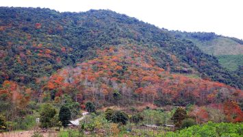 Tăng cường quản lý, bảo vệ rừng, phát triển lâm nghiệp bền vững miền Tây Nghệ An