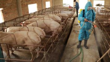 Quan tâm triển khai hiệu quả các giải pháp phòng, chống dịch bệnh gia súc, gia cầm