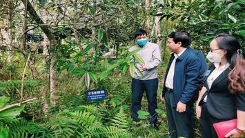 Người bảo tồn và phát triển giống trà hoa vàng ở Quế Phong