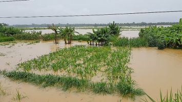 Sở Công Thương trả lời kiến nghị cử tri huyện Quỳ Châu về chính sách hỗ trợ thiệt hại diện tích lúa nước do thiên tai gây ra