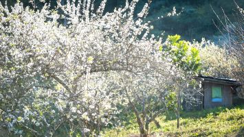 Mùa hoa mận Kỳ Sơn 2025