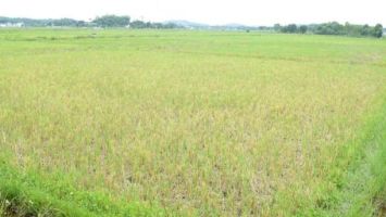 Đề xuất hỗ trợ thuê đất sản xuất nhằm hạn chế tình trạng bỏ hoang ruộng lúa vụ Hè thu