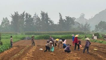 Đảm bảo quyền lợi hỗ trợ sản xuất cho nông dân trồng khoai lang tại Diễn Châu