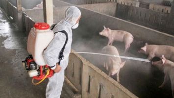 Xem xét hỗ trợ cho người dân có lợn mắc dịch tả châu Phi